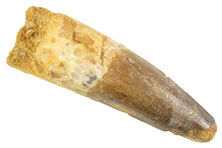 Fossil Spinosaurus Tooth - Feeding Worn Tip #343592